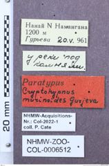 Etikette zu Zorochros (Zorochros) murinoides (Gurjeva, 1963) (NHMW-ZOO-COL-0006512)